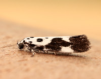 33.002 BF719 Ethmia quadrillella