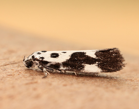 33.002 BF719 Ethmia quadrillella