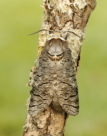 50.001 BF162 Goat Moth Cossus cossus