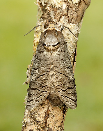 50.001 BF162 Goat Moth Cossus cossus