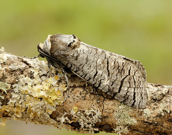 50.001 BF162 Goat Moth Cossus cossus