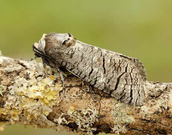 50.001 BF162 Goat Moth Cossus cossus