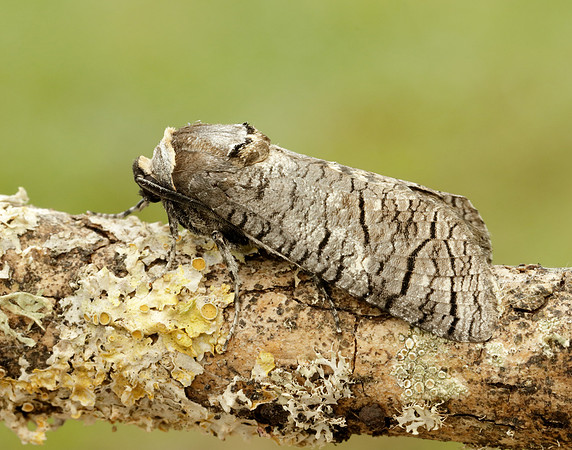50.001 BF162 Goat Moth Cossus cossus