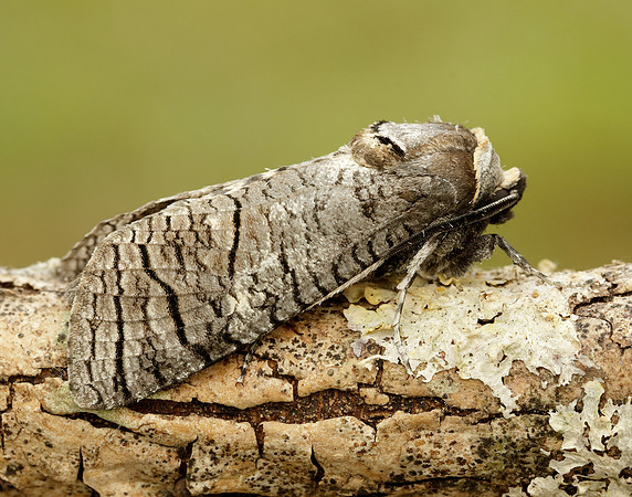 50.001 BF162 Goat Moth Cossus cossus