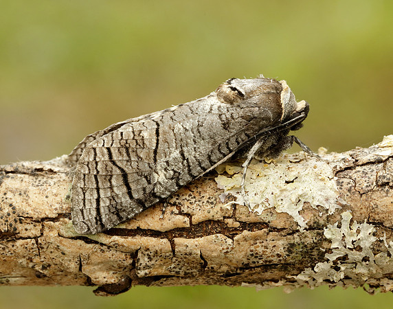 50.001 BF162 Goat Moth Cossus cossus