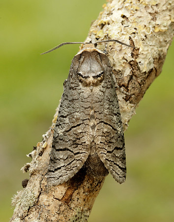 50.001 BF162 Goat Moth Cossus cossus