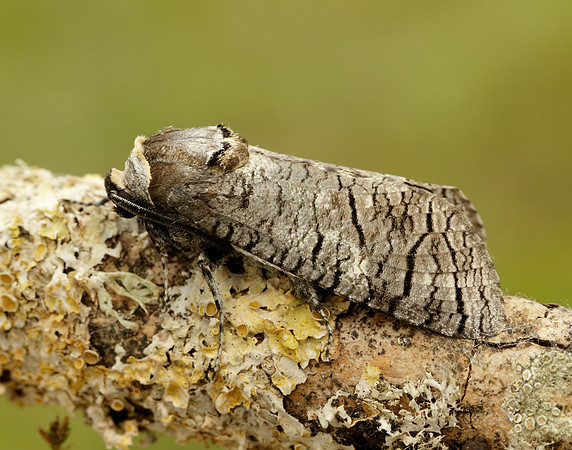 50.001 BF162 Goat Moth Cossus cossus
