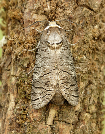 50.001 BF162 Goat Moth Cossus cossus