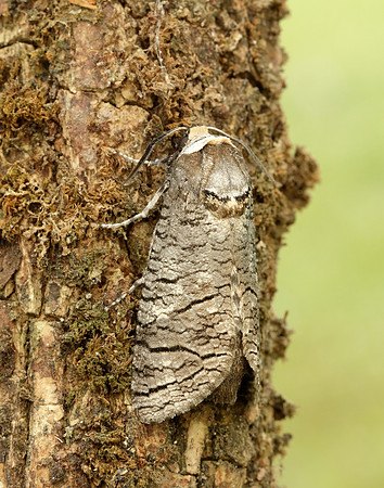 50.001 BF162 Goat Moth Cossus cossus