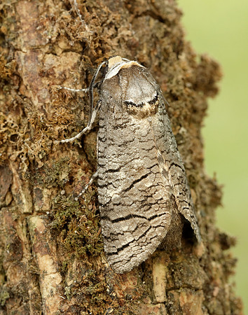 50.001 BF162 Goat Moth Cossus cossus
