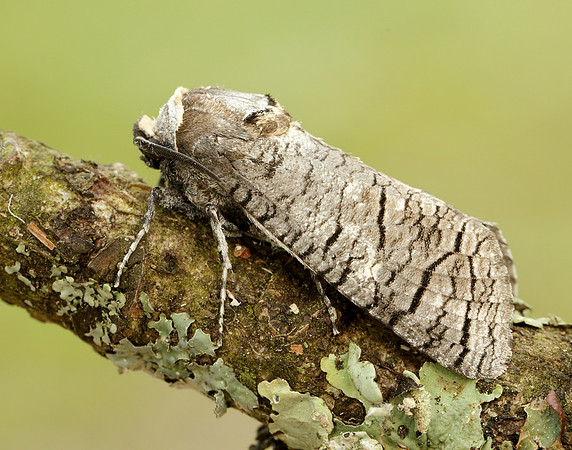 50.001 BF162 Goat Moth Cossus cossus