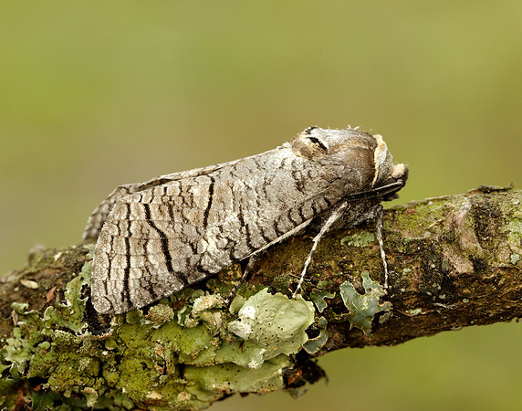 50.001 BF162 Goat Moth Cossus cossus