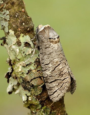 50.001 BF162 Goat Moth Cossus cossus