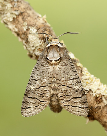 50.001 BF162 Goat Moth Cossus cossus