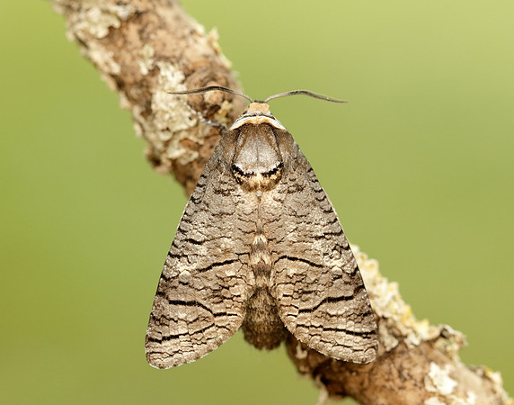 50.001 BF162 Goat Moth Cossus cossus
