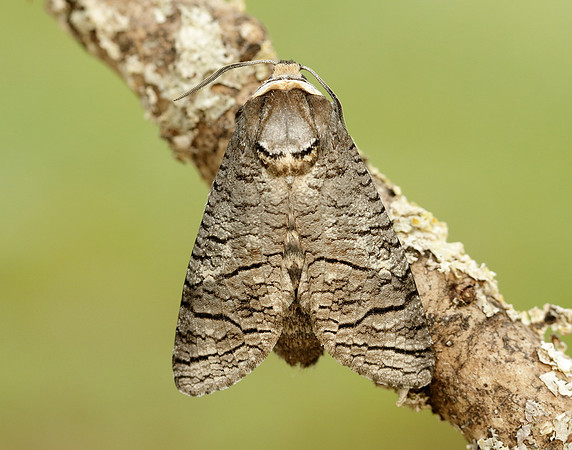 50.001 BF162 Goat Moth Cossus cossus