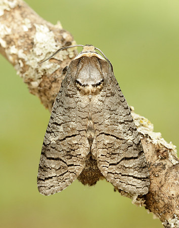 50.001 BF162 Goat Moth Cossus cossus