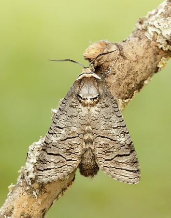 50.001 BF162 Goat Moth Cossus cossus