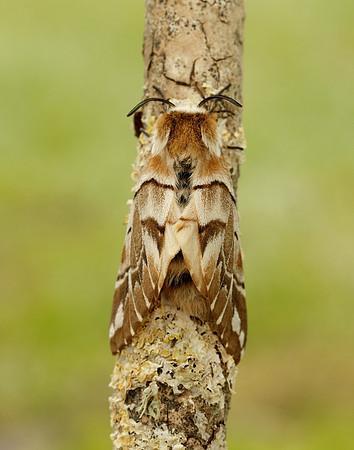 67.001 BF1644 Kentish Glory Endromis versicolora
