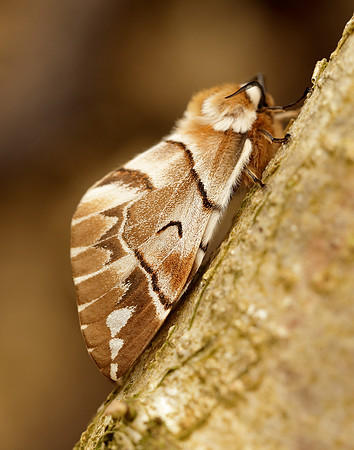 67.001 BF1644 Kentish Glory Endromis versicolora