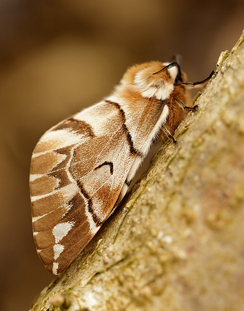 67.001 BF1644 Kentish Glory Endromis versicolora