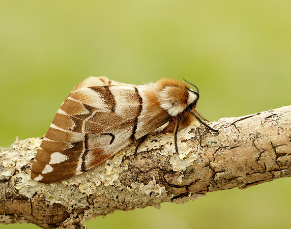 67.001 BF1644 Kentish Glory Endromis versicolora
