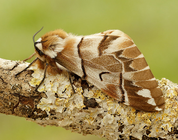 67.001 BF1644 Kentish Glory Endromis versicolora