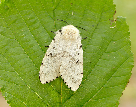 72.011 BF2034 Gypsy Moth Lymantria dispar