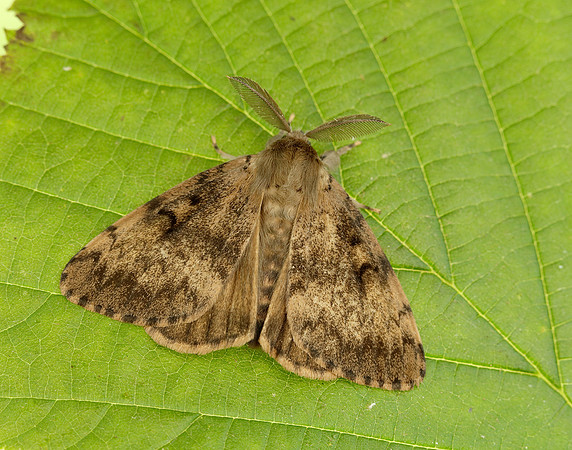 72.011 BF2034 Gypsy Moth Lymantria dispar