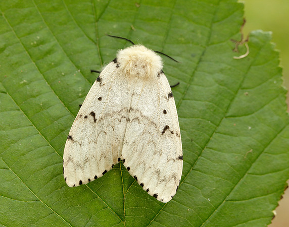72.011 BF2034 Gypsy Moth Lymantria dispar