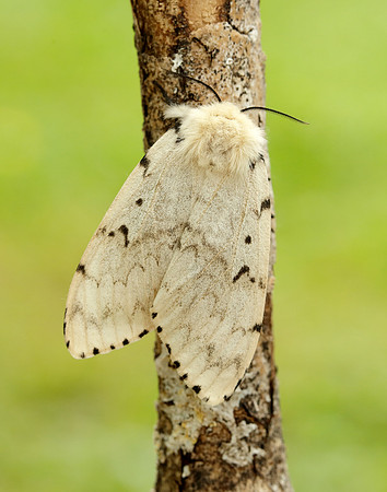 72.011 BF2034 Gypsy Moth Lymantria dispar