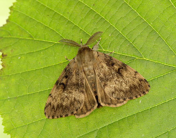 72.011 BF2034 Gypsy Moth Lymantria dispar