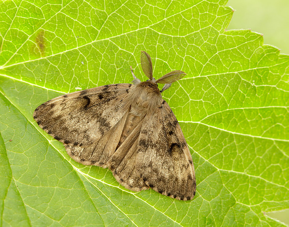 72.011 BF2034 Gypsy Moth Lymantria dispar