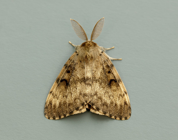 72.011 BF2034 Gypsy Moth Lymantria dispar