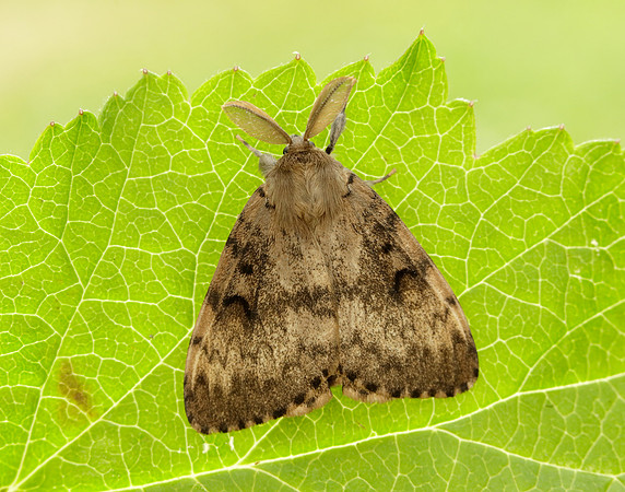 72.011 BF2034 Gypsy Moth Lymantria dispar