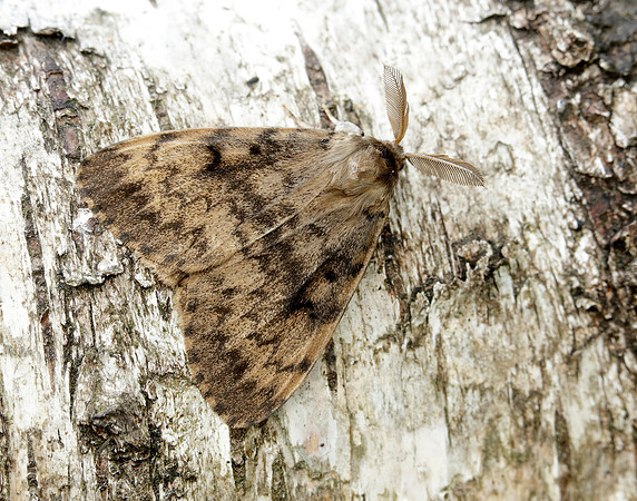 72.011 BF2034 Gypsy Moth Lymantria dispar