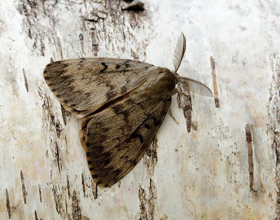 72.011 BF2034 Gypsy Moth Lymantria dispar