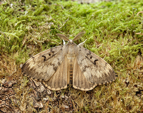 72.011 BF2034 Gypsy Moth Lymantria dispar