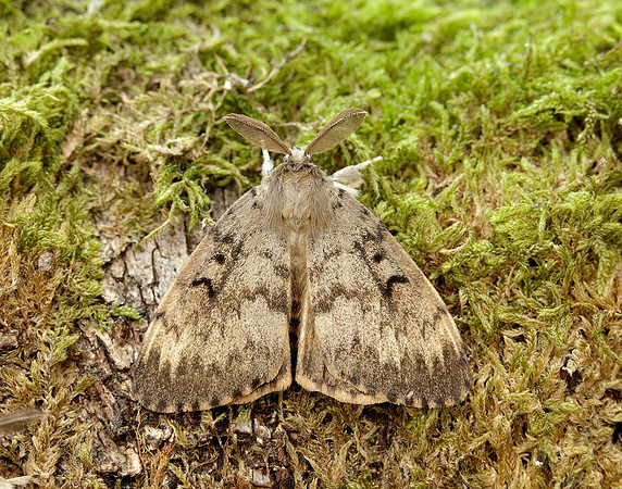 72.011 BF2034 Gypsy Moth Lymantria dispar
