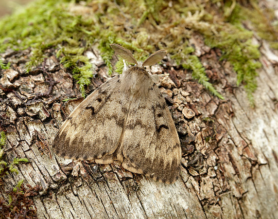 72.011 BF2034 Gypsy Moth Lymantria dispar