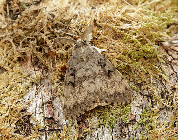 72.011 BF2034 Gypsy Moth Lymantria dispar