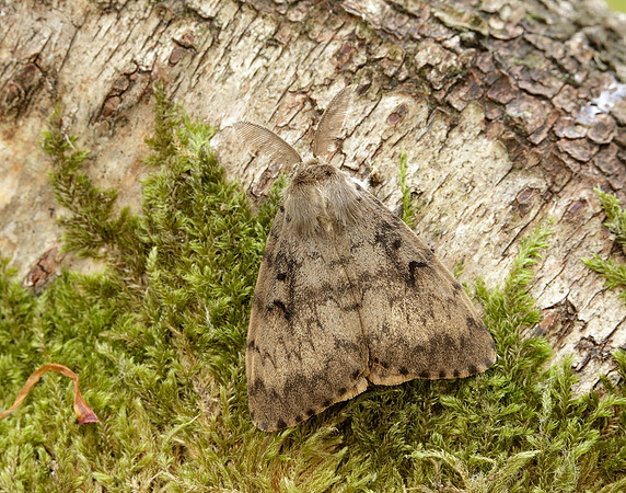 72.011 BF2034 Gypsy Moth Lymantria dispar