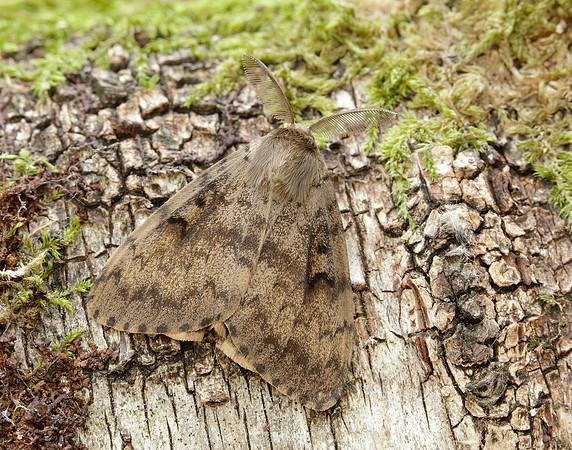 72.011 BF2034 Gypsy Moth Lymantria dispar