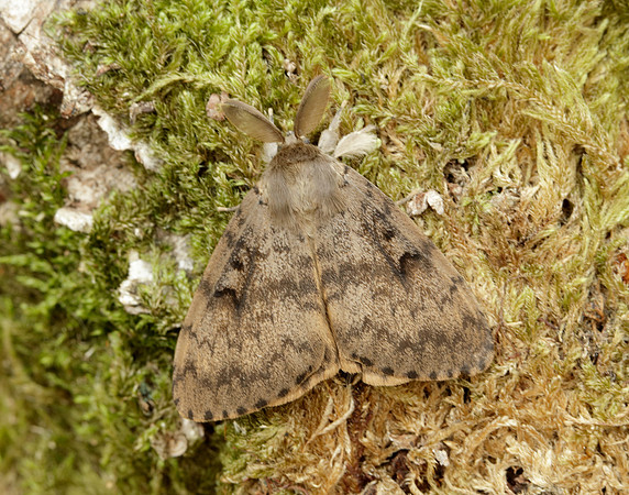 72.011 BF2034 Gypsy Moth Lymantria dispar