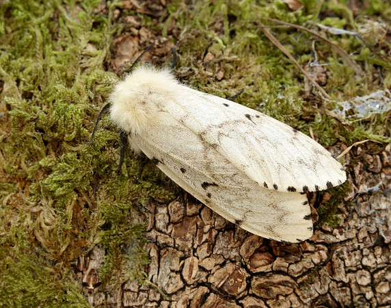 72.011 BF2034 Gypsy Moth Lymantria dispar