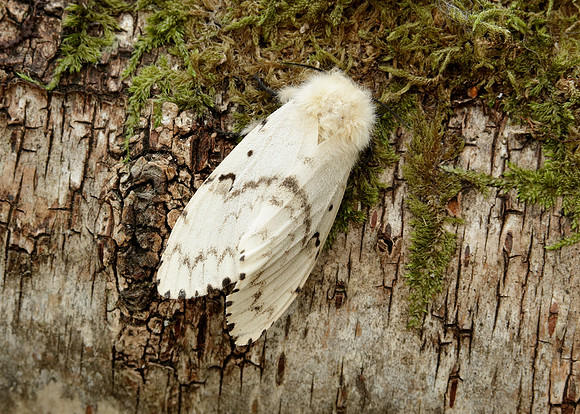 72.011 BF2034 Gypsy Moth Lymantria dispar