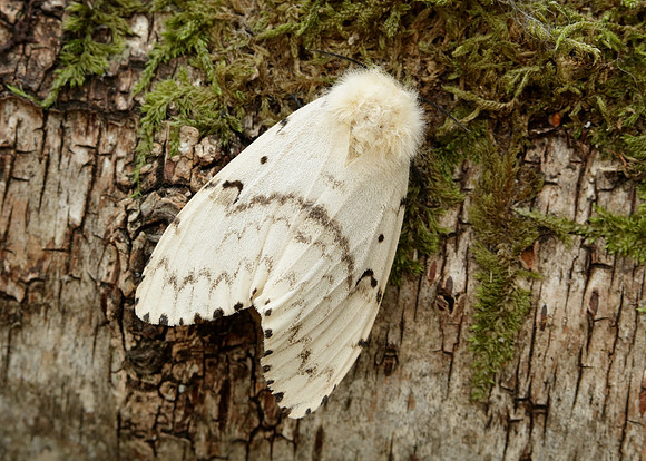 72.011 BF2034 Gypsy Moth Lymantria dispar
