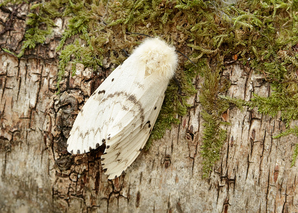 72.011 BF2034 Gypsy Moth Lymantria dispar