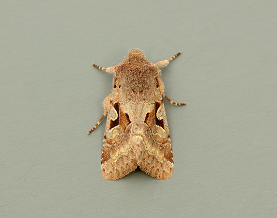 73.249 BF2190 Hebrew Character Orthosia gothica