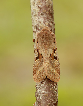 73.249 BF2190 Hebrew Character Orthosia gothica